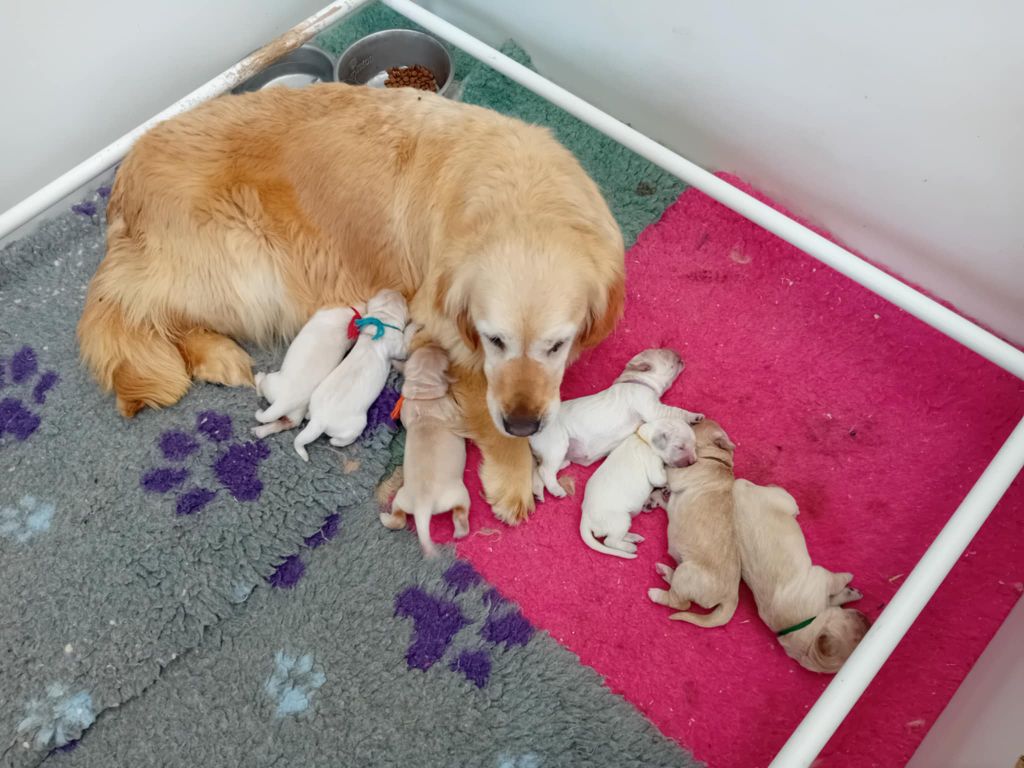 Chiot Golden Retriever du Clos des Facons
