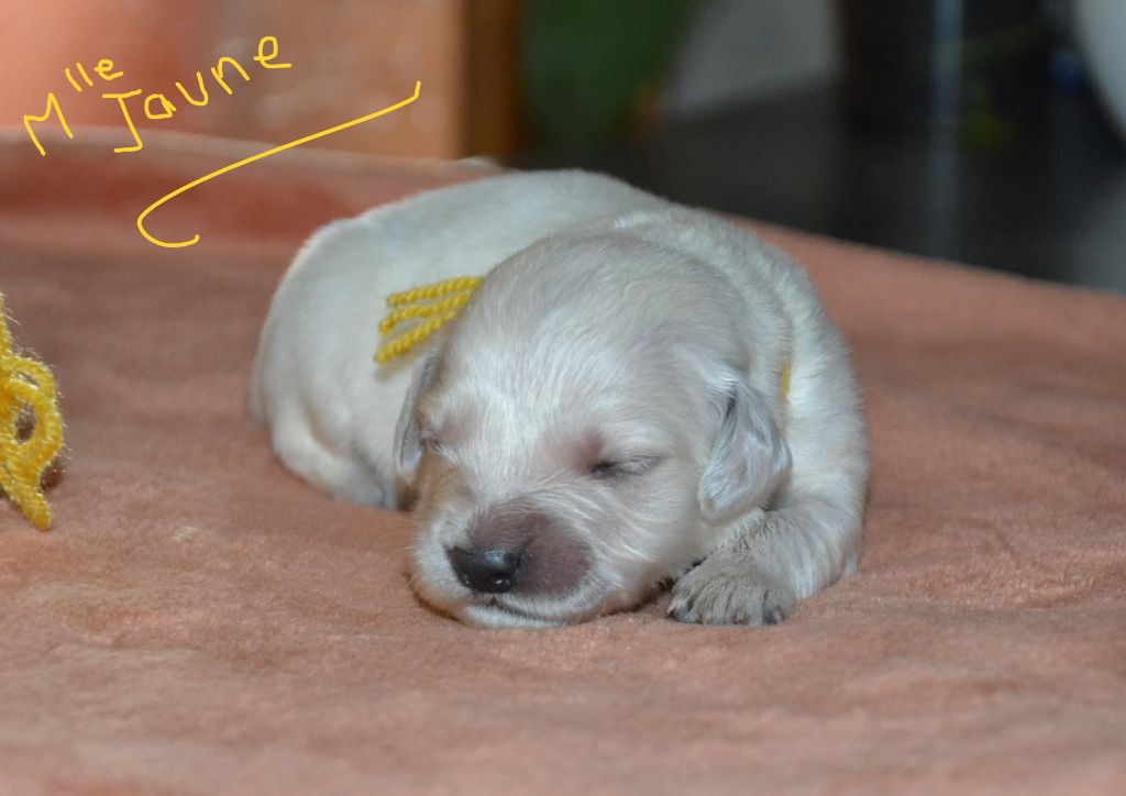 du Clos des Facons - Chiots disponibles - Golden Retriever