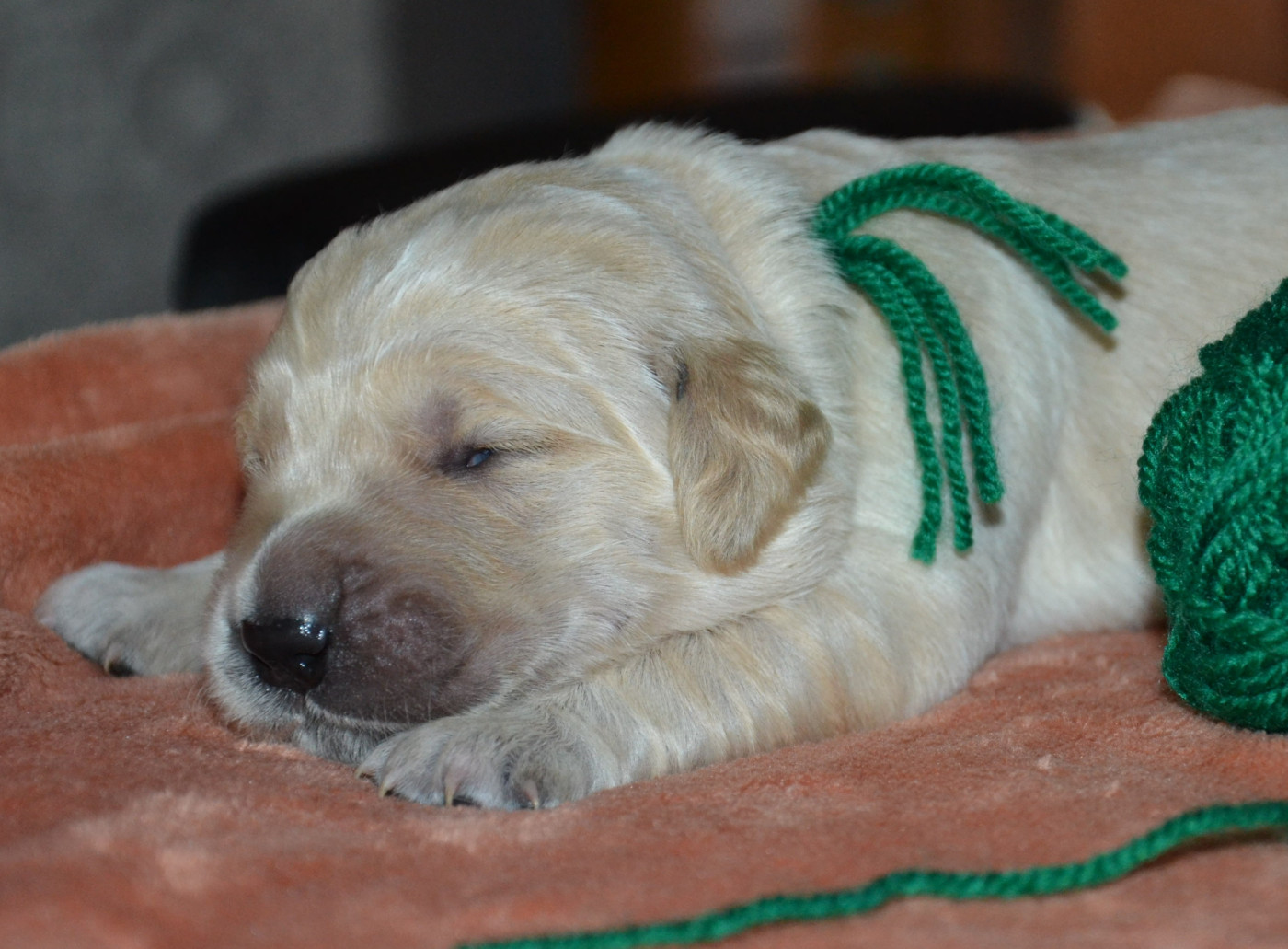 du Clos des Facons - Chiots disponibles - Golden Retriever