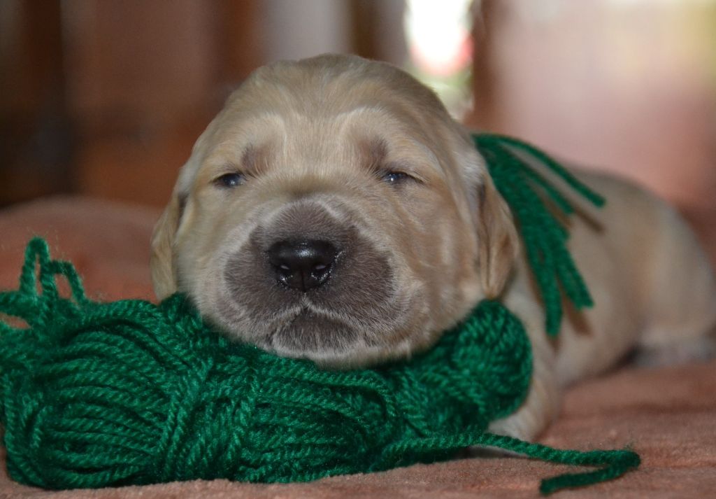 du Clos des Facons - Chiots disponibles - Golden Retriever