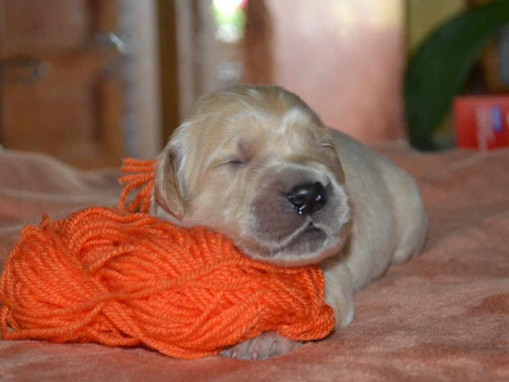 du Clos des Facons - Chiots disponibles - Golden Retriever