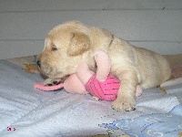 CHIOT