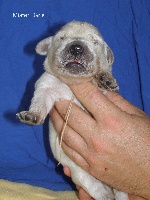 Mister Gris