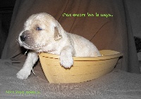 CHIOT