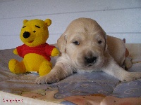 CHIOT