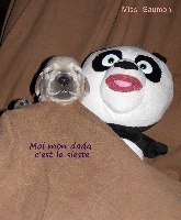CHIOT