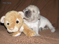 CHIOT
