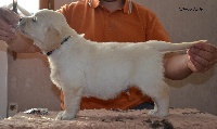 CHIOT
