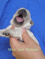 Miss Vert pomme
