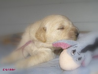 CHIOT