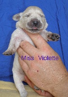 Miss Mauve