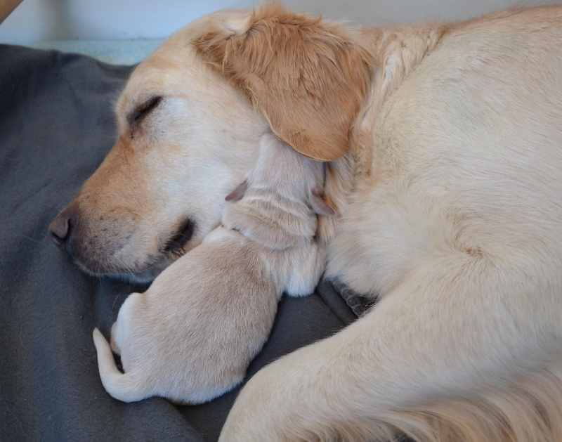 du Clos des Facons - Golden Retriever - Portée née le 02/02/2013