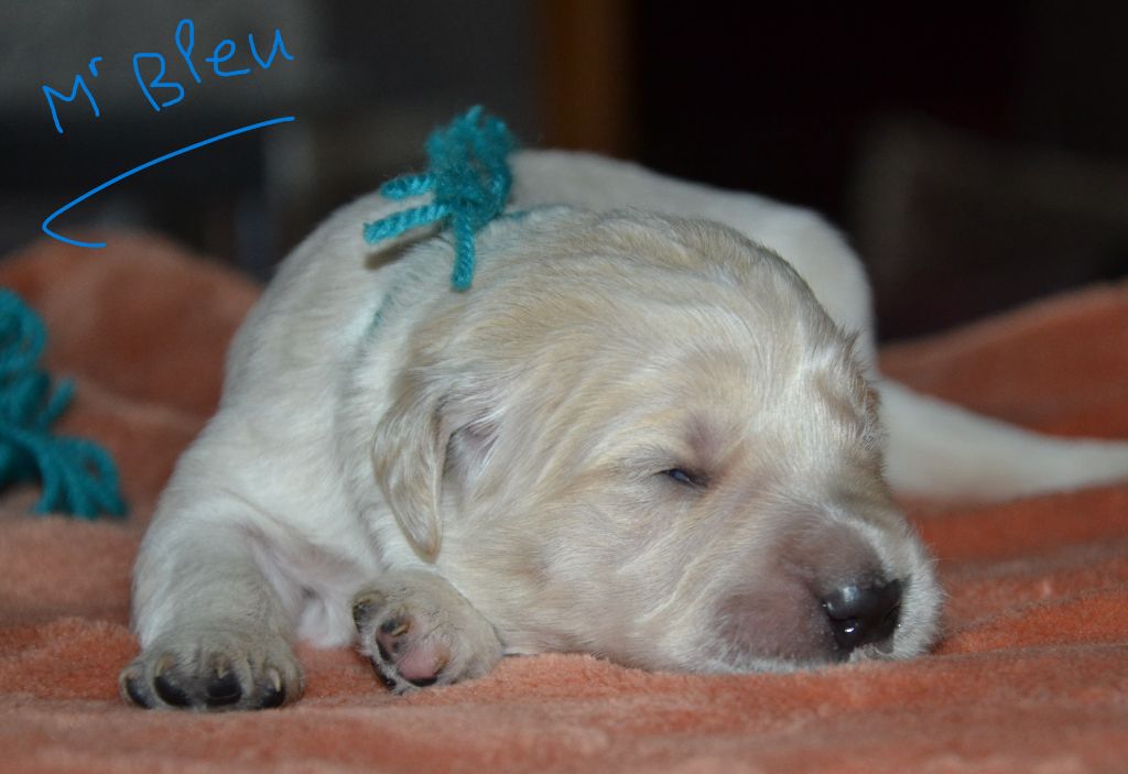 du Clos des Facons - Chiots disponibles - Golden Retriever