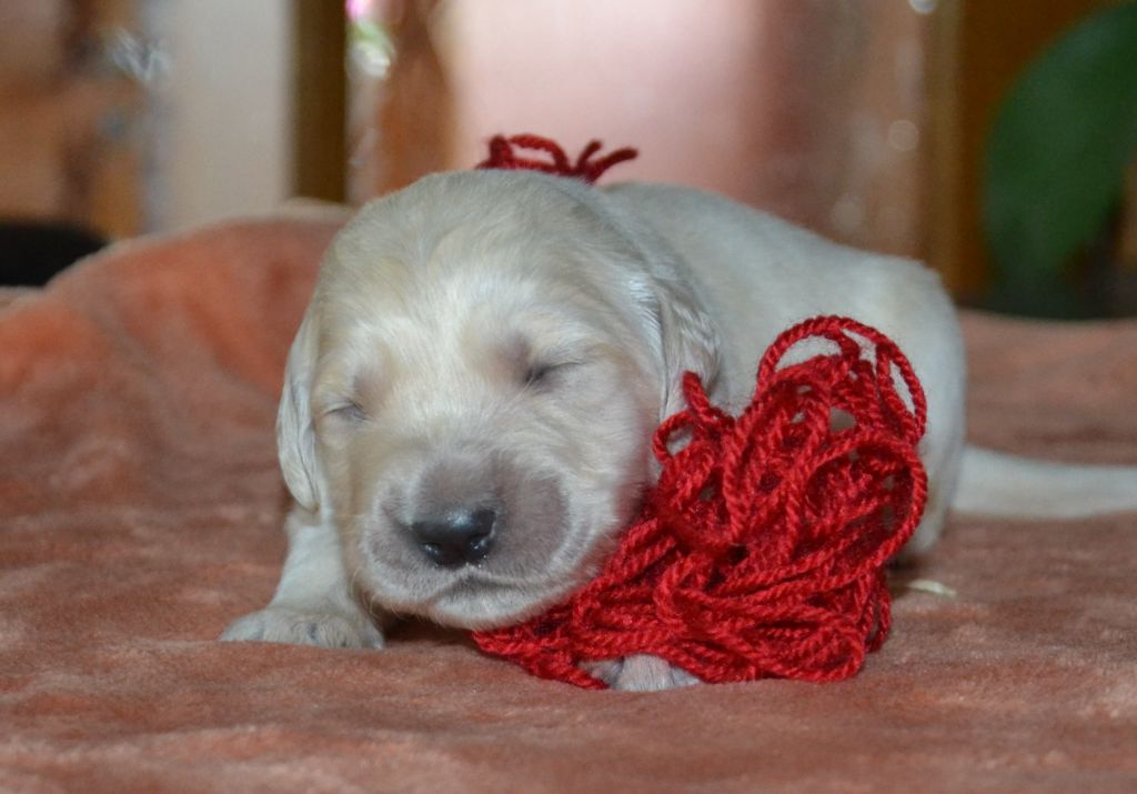 du Clos des Facons - Chiots disponibles - Golden Retriever